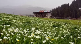 Karadeniz Yaylalarında Bahar Güzelliği