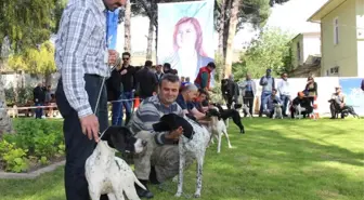 Köpekler Damızlık Olabilmek ve Güzelliklerini Sergilemek İçin Podyuma Çıktı