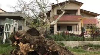 Çanakkale'de Fırtına 100 Yıllık Çınar Ağacını Devirdi