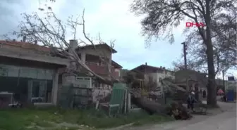 Çanakkale'de Fırtına 100 Yıllık Çınar Ağacını Devirdi