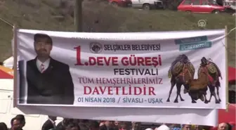 Uşak'ta Deve Güreşi Heyecanı