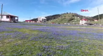 Trabzon Mor Yaylaya Ziyaretçi Akını-Hd