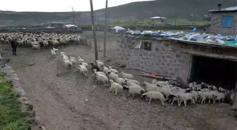 Kuzuların ve Besicilerin 'Mera Hasreti' Sona Erdi