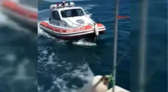 İzmir Urla'da Deniz Patlıcanı Operasyonu