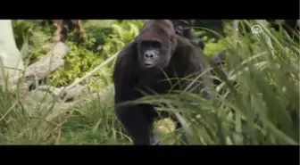 Rampage: Büyük Yıkım' Filmi 13 Nisan'da İzleyiciyle Buluşacak