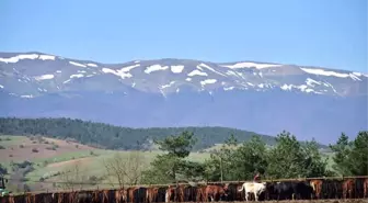 Büyükşehirden Hayvancılığa Destek