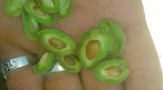 Kayısıyı Yine Don Vurdu