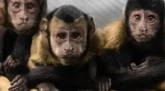 Para Konusunda Maymunlardan Ne Öğrenebiliriz?