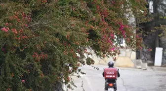 Bodrum'un Begonvili, Dalyan'ın Mor Salkımı