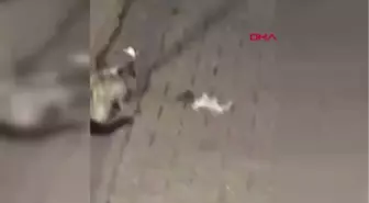 Ağrı Kedi ile Farenin Oyunu Kamerada-Hd