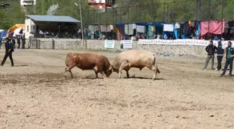 Artvin'de Boğalar Sezonun İlk Yarışı İçin Arenaya Çıktı