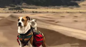 Doğasever Kedi ile Köpeğin Alışılmadık Yol Arkadaşlığı