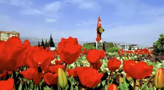 Kahramanmaraş Çiçek Açtı