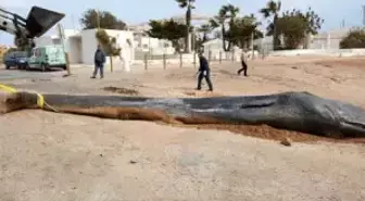 Kıyıya Vuran Dev Balinanın Midesinden 29 Kilo Plastik Poşet Çıktı