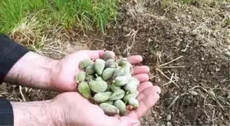 Şiddetli Yağmur Badem Çağlalarına Zarar Verdi