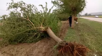 Fırtına Adana'da Ağaçları Kökünden Söktü