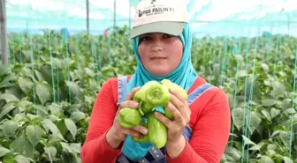 Mersin'de Çiftçiler, Biber Fiyatlarından Dertli