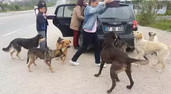 Öğrencileri ile Sokak Köpeklerine Sahip Çıktı