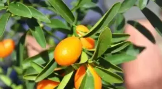 Şeker Hastaların Tercihi Kamkat Meyvesi