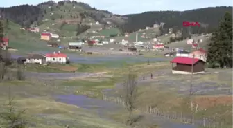 Trabzon-2 Haftada 35 Bin Kişi Gezdi, 'Mor Yayla'da Ezilen Çiçekler Erken Kayboldu