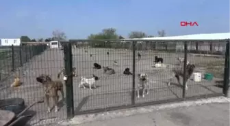 Edirne-Hayvanseverlerden Barınaktaki Köpeklerin Durumuna Tepki