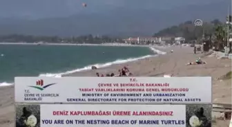 Caretta Carettaların Yumurta Bıraktığı Kumsal Temizlendi