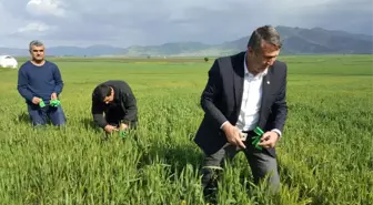 İslahiye'de Süne Zararlısına Karşı Biyolojik Mücadele