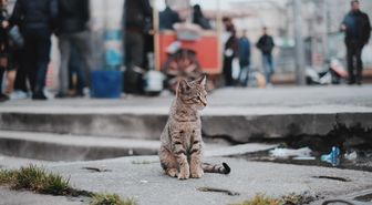 İstanbul'un Efsanevi Kedilerinin Artık Bir Dükkanı Var