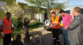 Akşehir Belediyesi Silahla Vurulan Köpeğin Tedavisini Yaptırdı