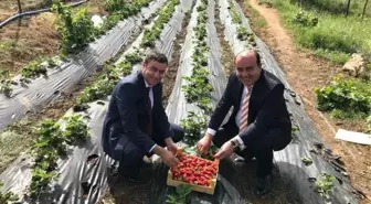 Başkan Uçar, Çilek Tarlalarında İncelemelerde Bulundu