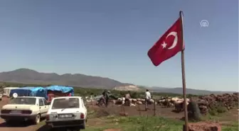 Doğu Akdeniz'de Koyun Kırkım Zamanı