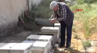 Manisa-Otları Yok Etmek İçin Yapılan İlaçlama Arıları Telef Etti