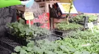 Yazın Habercisi Sebze Fideleri Tezgahları Süslüyor
