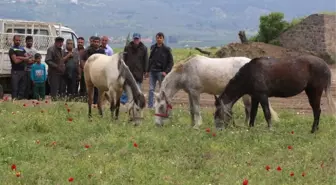 Akhisar'da İlk Kez At Panayırı Düzenleniyor