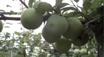 Mersin'de Erik İhracatı Başladı