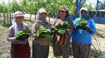 Asma Yaprağı Kadınların Geçim Kapısı Oldu