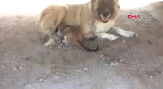 Adıyaman-Kangal Köpeği, Kediyi Emziriyor