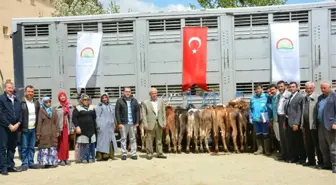 Hisarcık'ta Genç Çiftçilere Düve Dağıtımı