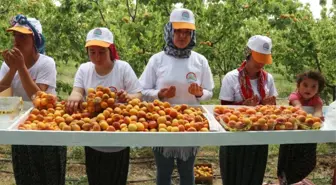 Mersin'in Mut İlçesi 70 Bin Ton Kayısı İhracatı Hedefliyor