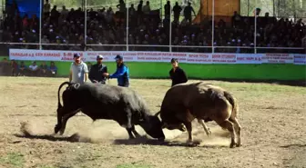 Artvin'de 'Derekapı Boğa Güreşleri' Kıyasıya Mücadelelere Sahne Oldu