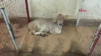 Samsun Buzağı Ölümlerini Önlemek İçin 'Buzağı Can Sütü' Projesi