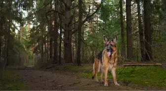 Kayıp Küçük Kız Engelli Köpeği Sayesinde Bulundu