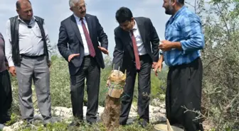 Mersin'de Deliceler Aşılanarak Ülke Ekonomisine Kazandırılıyor