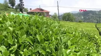 Rize Yaş Çayda Kampanya Dönemi Tarihi Kota ile Açıldı