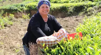 Çay Alım Sezonu Açıldı, Üreticiler Çaylığa Girmeye Başladı