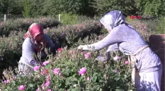 Isparta Türkiye'nin Gül Bahçesi Isparta'da Güller Açtı