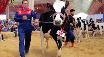 Burdur'da Damızlık İnek Yarışması