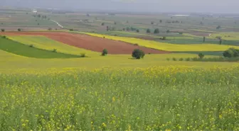 Kanola Dalga Dalga Yayılıyor