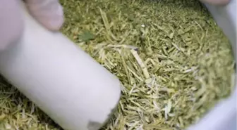 Kansere Çare Olan: Pelemir Bitkisi