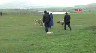 Muş-Çoban Köpeklerinin Ekmek Kavgası